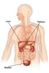 liver and kidneys
